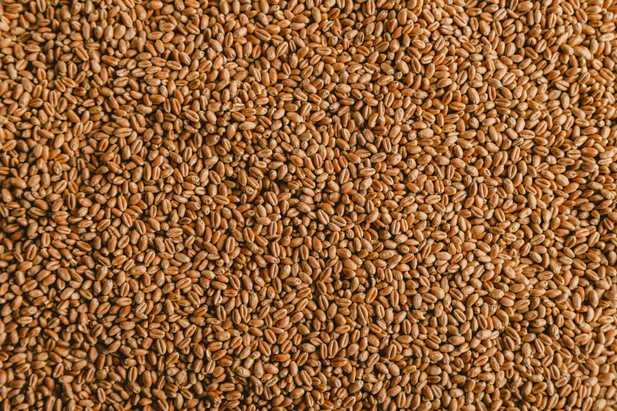 Barley