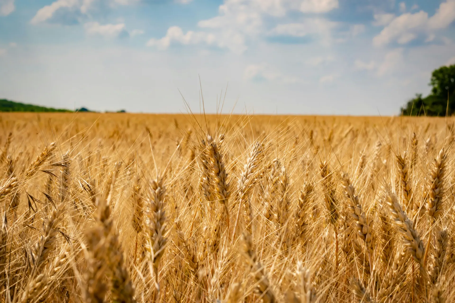 Port Royal Mills — Canadian supplier of whole grains and seeds